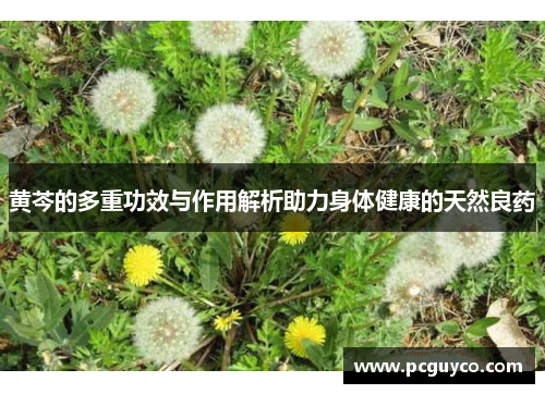 黄芩的多重功效与作用解析助力身体健康的天然良药 黄芩的多重功效与作用解析助力身体健康的天然良药